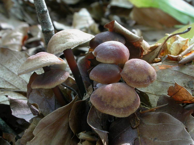 Gymnopus brassicolens Bild 6