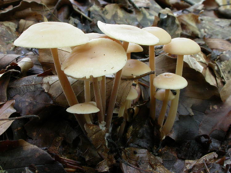 gymnopus confluens Bild 1