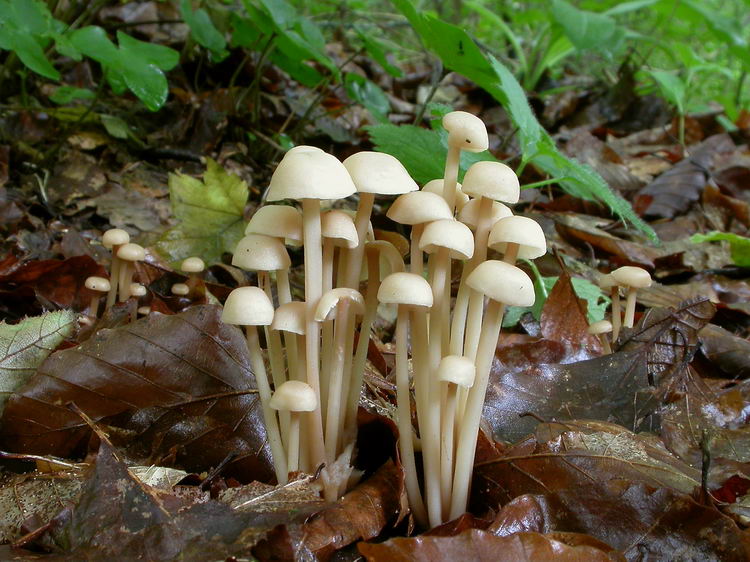 gymnopus confluens Bild 4