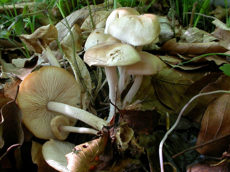 gymnopus hariolorum Bild 1