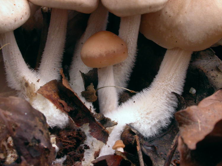 gymnopus hariolorum Bild 2