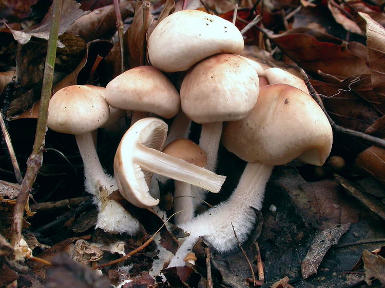 gymnopus hariolorum Bild 3