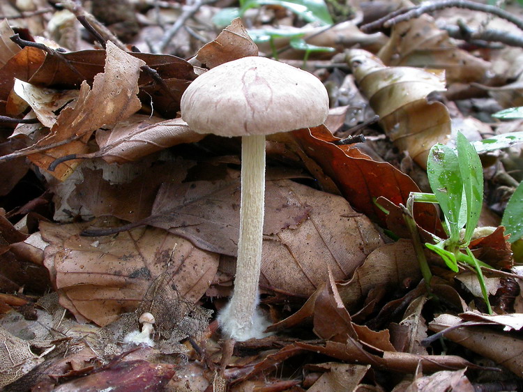 gymnopus peronatus Bild 1