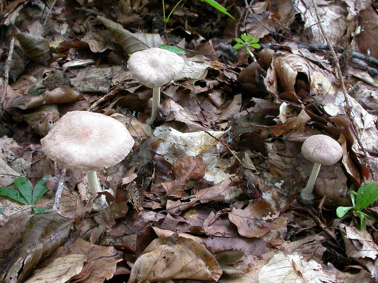 gymnopus peronatus Bild 2