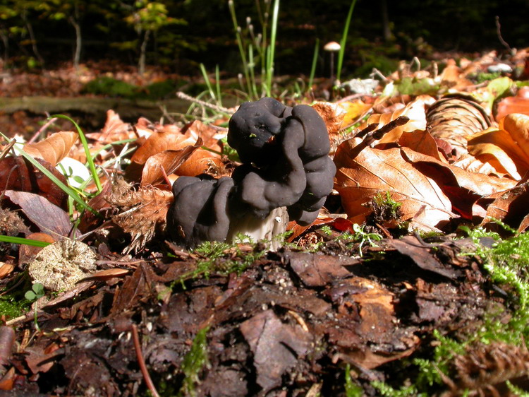 helvella lacunosa Bild 1