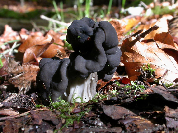 helvella lacunosa Bild 2