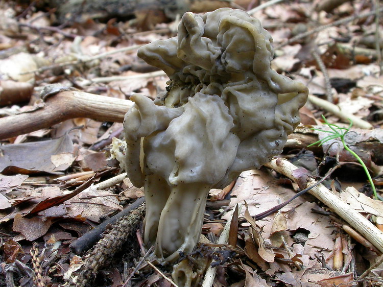 helvella lacunosa Bild 3
