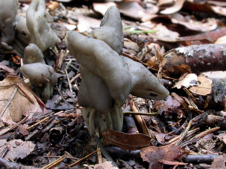 helvella lacunosa Bild 4