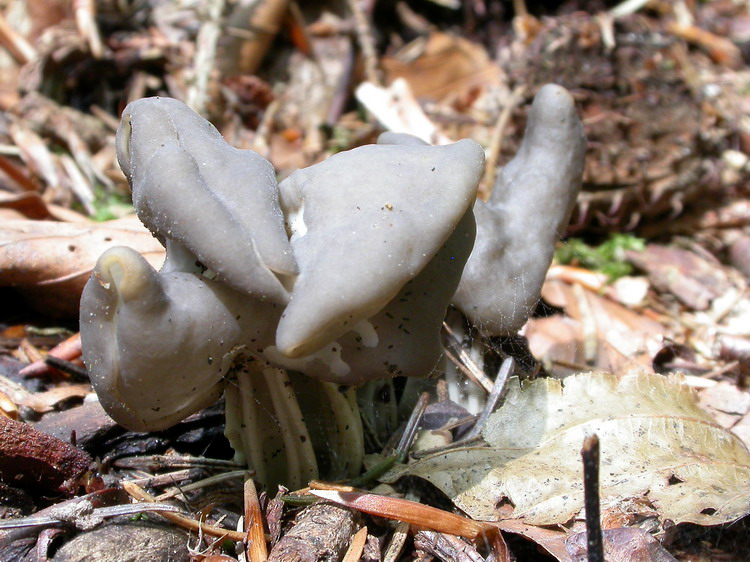 helvella lacunosa Bild 5