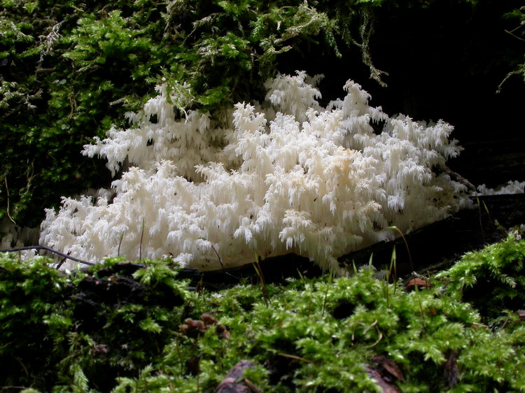 Hericium coralloides Bild 1