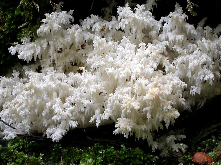 Hericium coralloides Bild 2