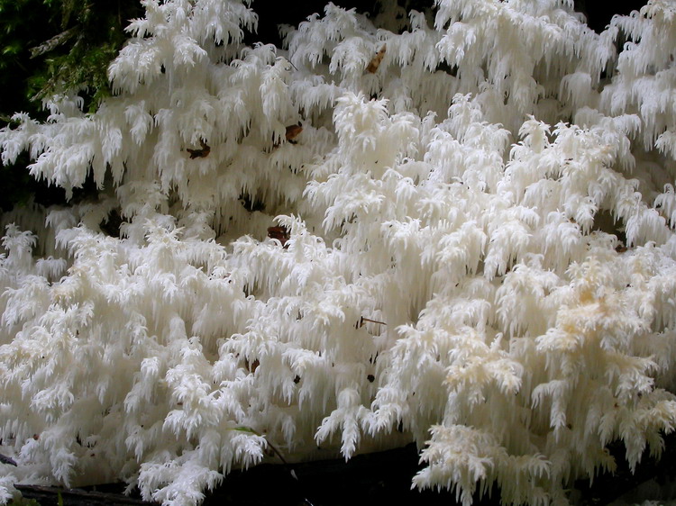 Hericium coralloides Bild 3