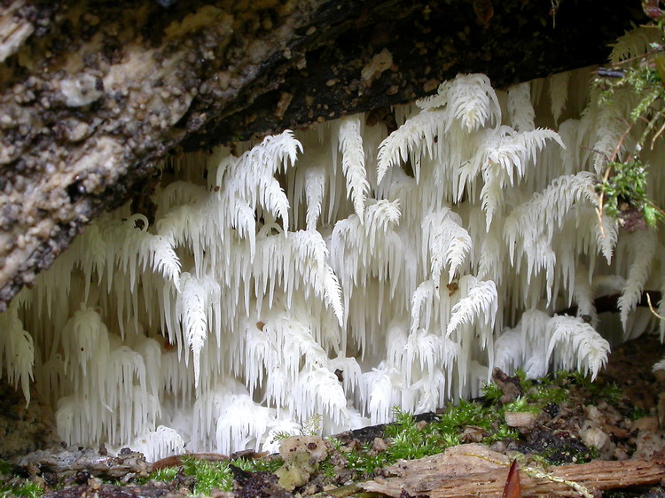 Hericium coralloides Bild 4