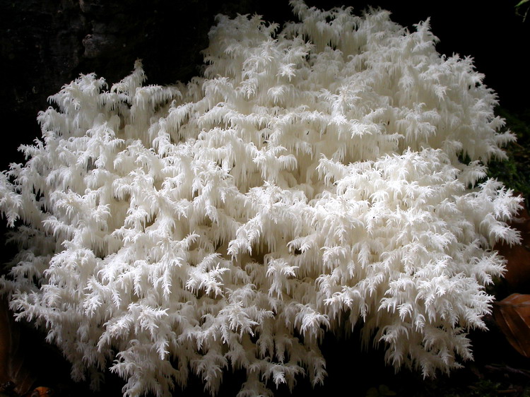 Hericium coralloides Bild 5