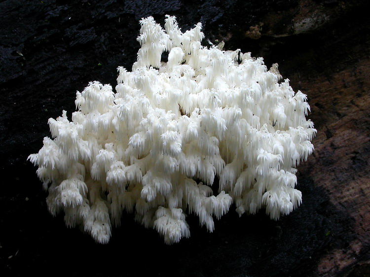 Hericium coralloides Bild 6