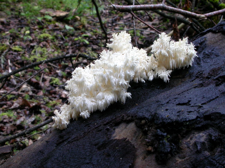 Hericium coralloides Bild 8