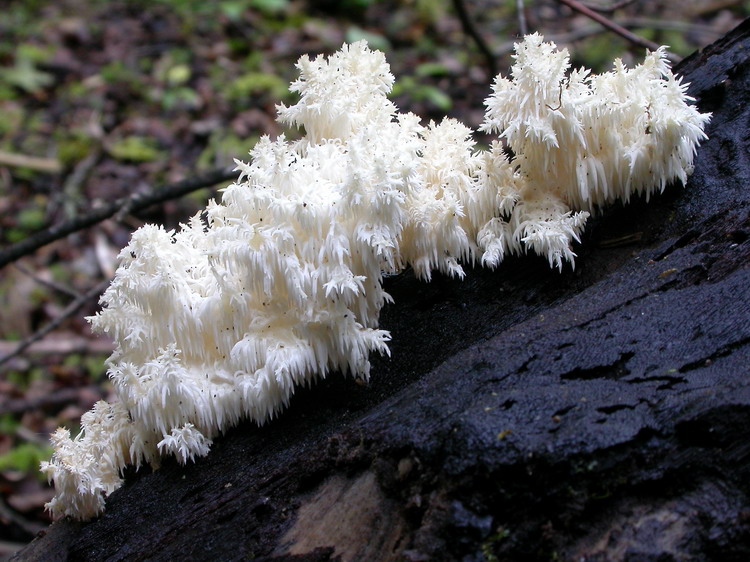 Hericium coralloides Bild 9