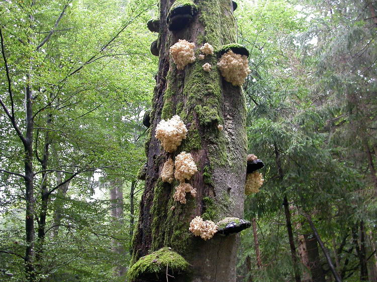 Hericium coralloides Bild 10