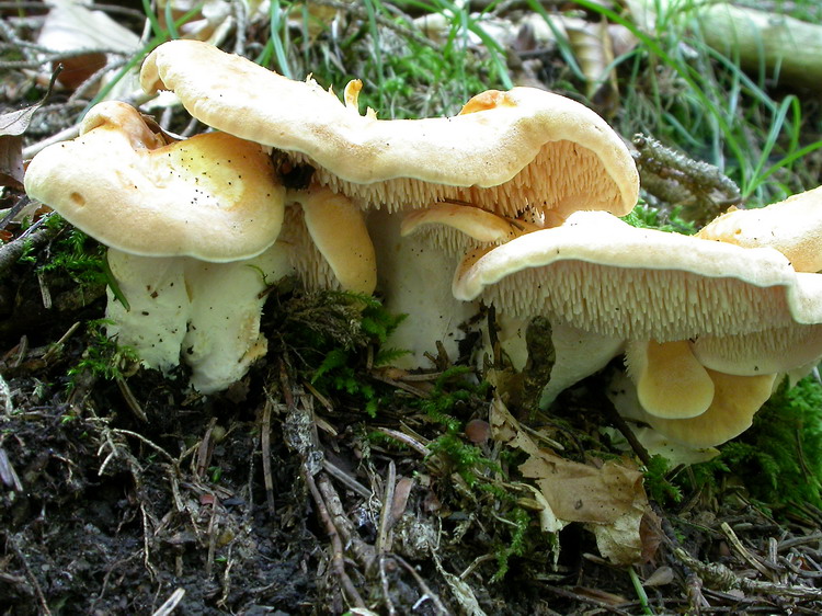 Hydnum repandum Bild 1