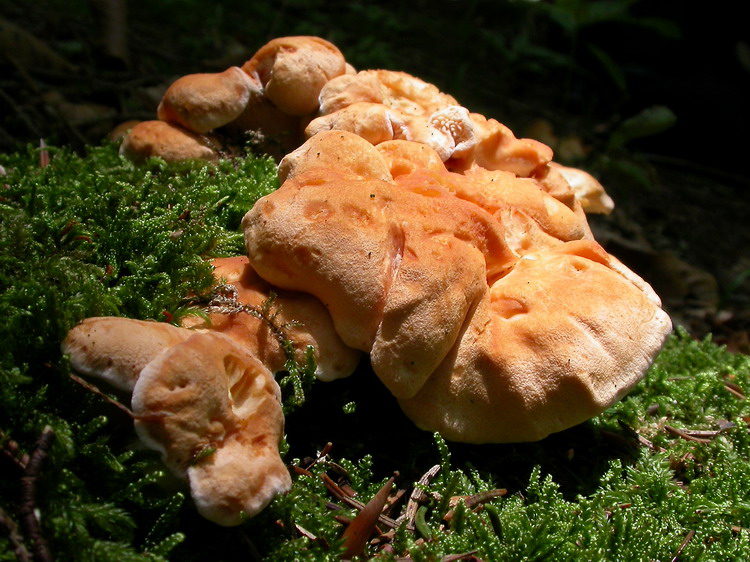Hydnum repandum Bild 2