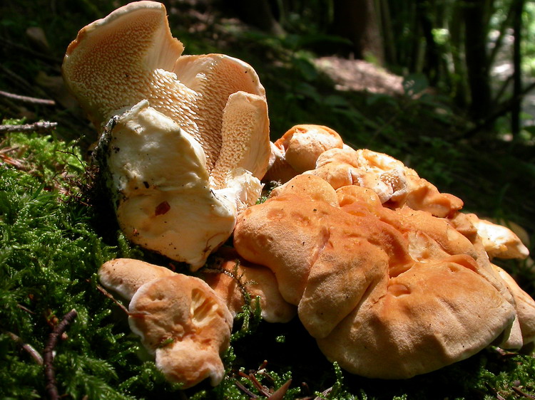 Hydnum repandum Bild 3