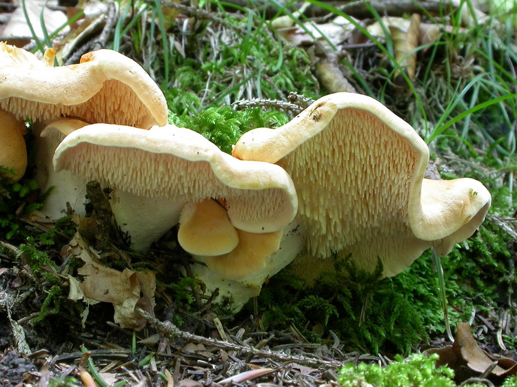 Hydnum repandum Bild 4