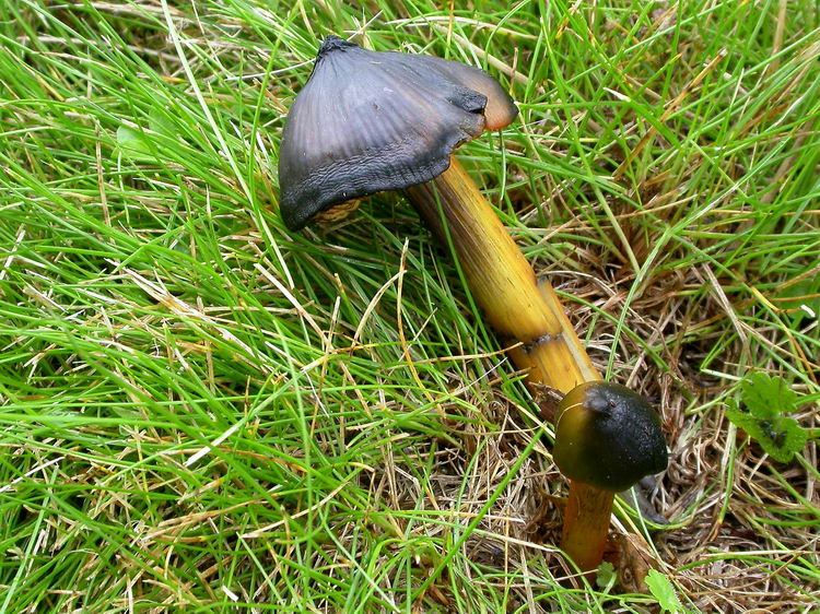 hygrocybe conica Bild 1