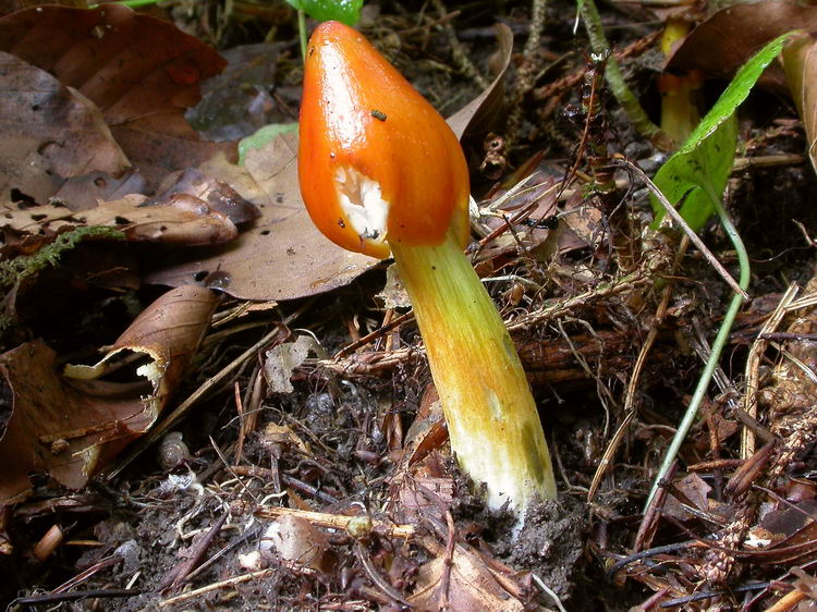 hygrocybe conica Bild 3