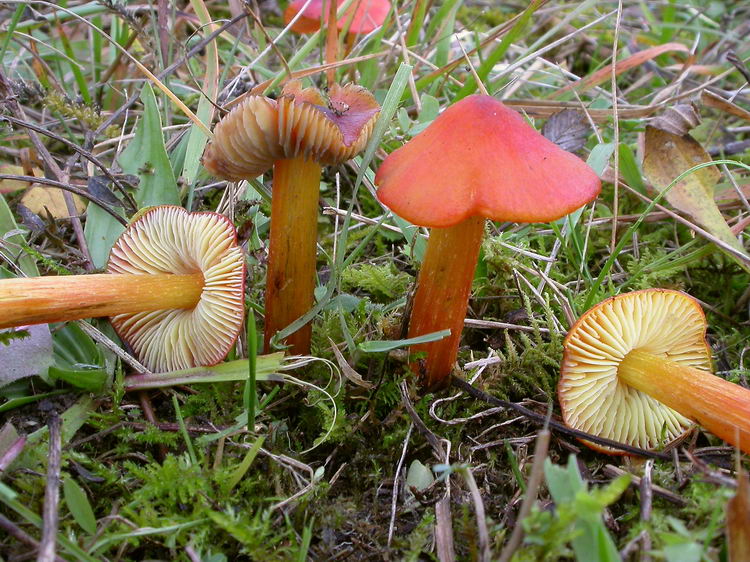 hygrocybe conica Bild 4