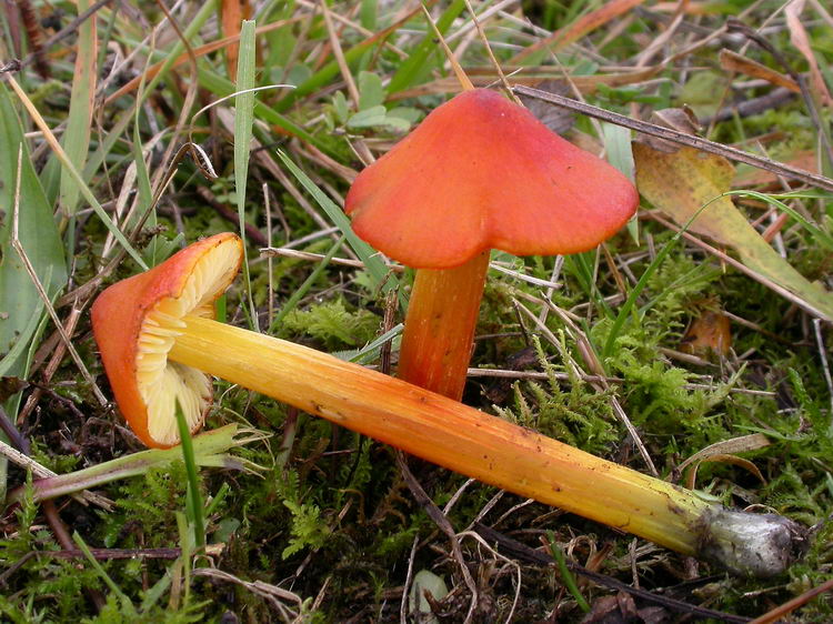 hygrocybe conica Bild 5