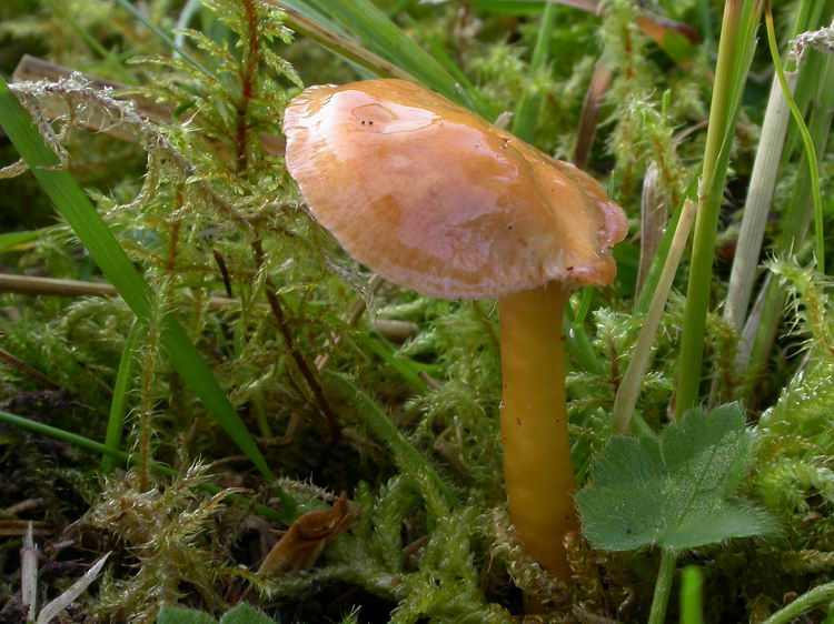 hygrocybe laeta Bild 1