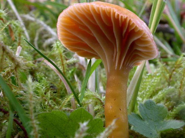 hygrocybe laeta Bild 2