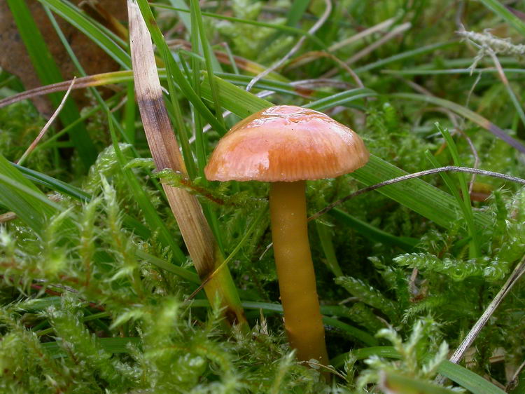 hygrocybe laeta Bild 3