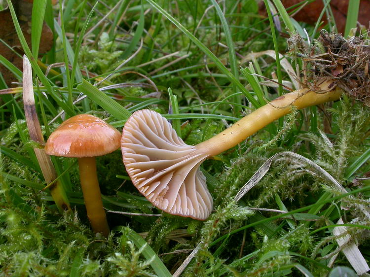 hygrocybe laeta Bild 4
