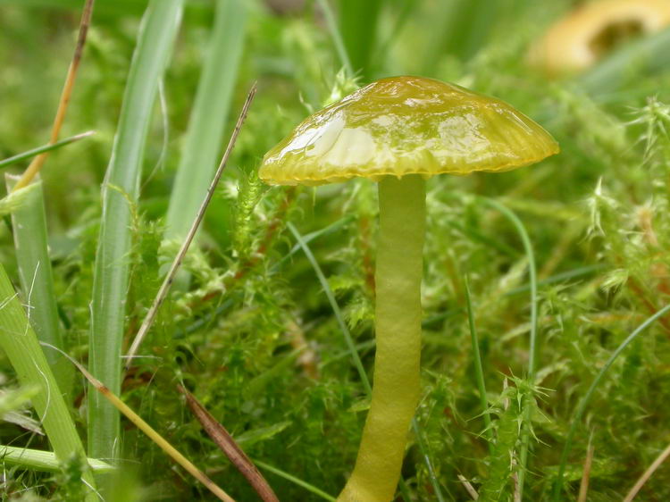 hygrocybe psittacina Bild 1