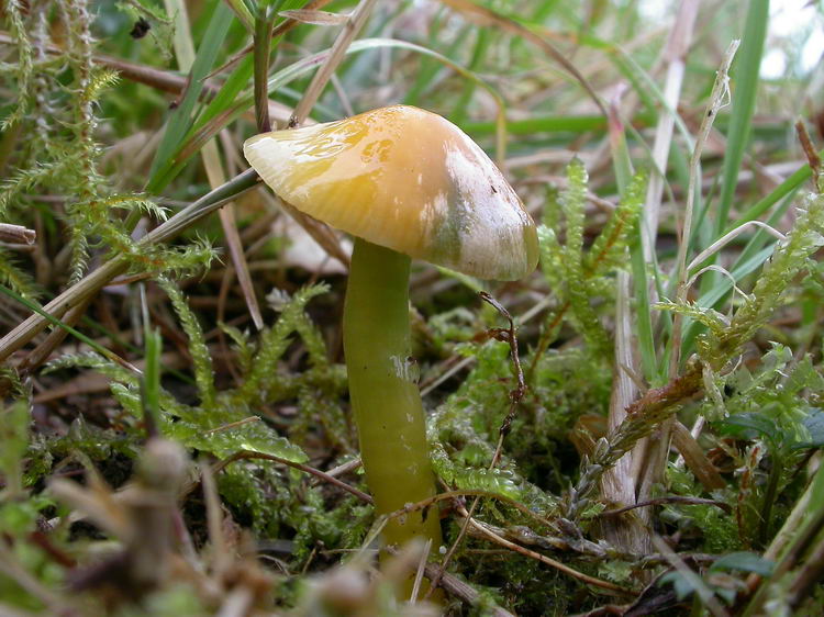 hygrocybe psittacina Bild 2