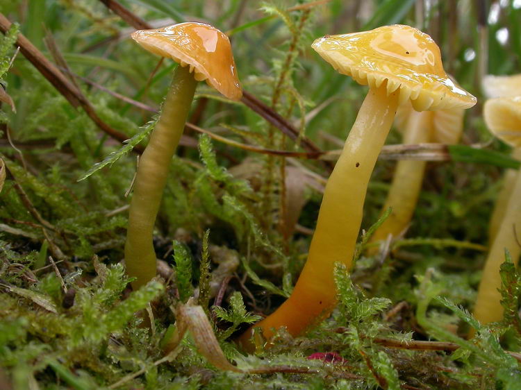 hygrocybe psittacina Bild 4