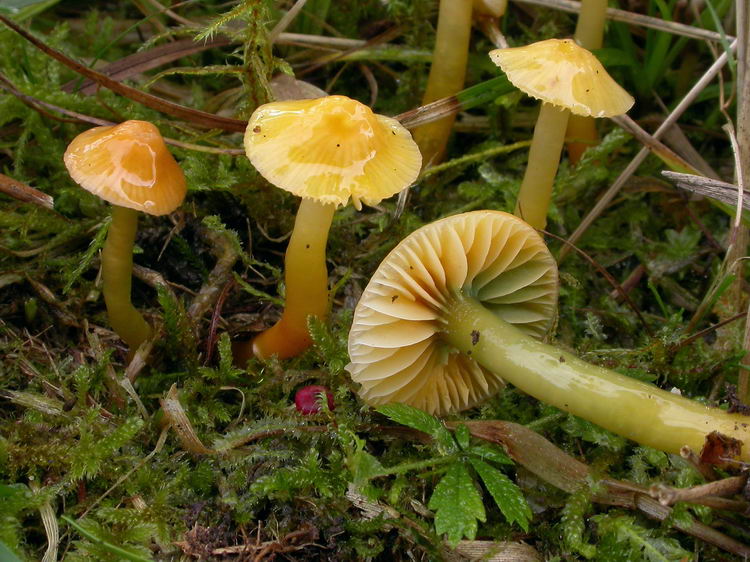 hygrocybe psittacina Bild 5