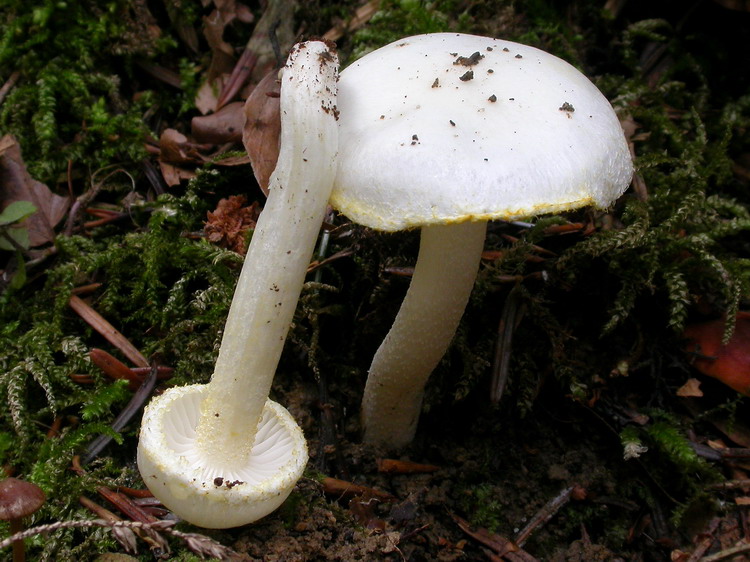 hygrophorus chrysodon Bild 1