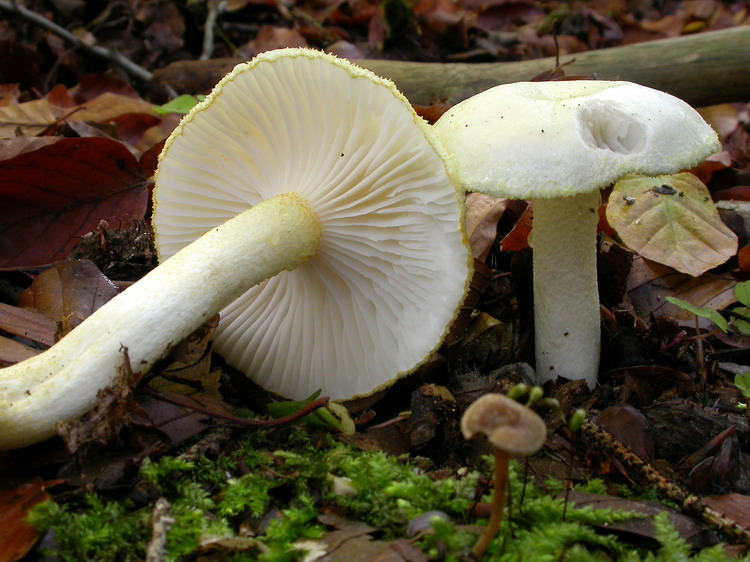 hygrophorus chrysodon Bild 2