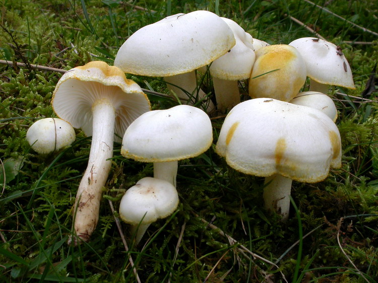 hygrophorus chrysodon Bild 3