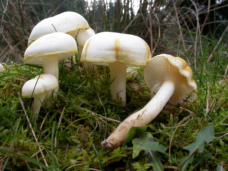 hygrophorus chrysodon Bild 4