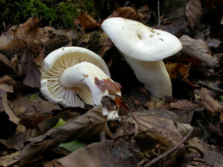 hygrophorus eburneus Bild 1