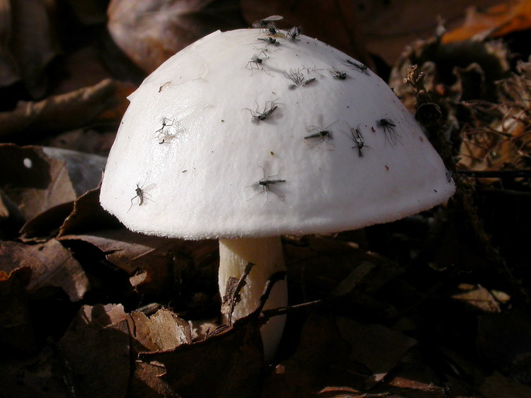 Hygrophorus eburneus Bild 2