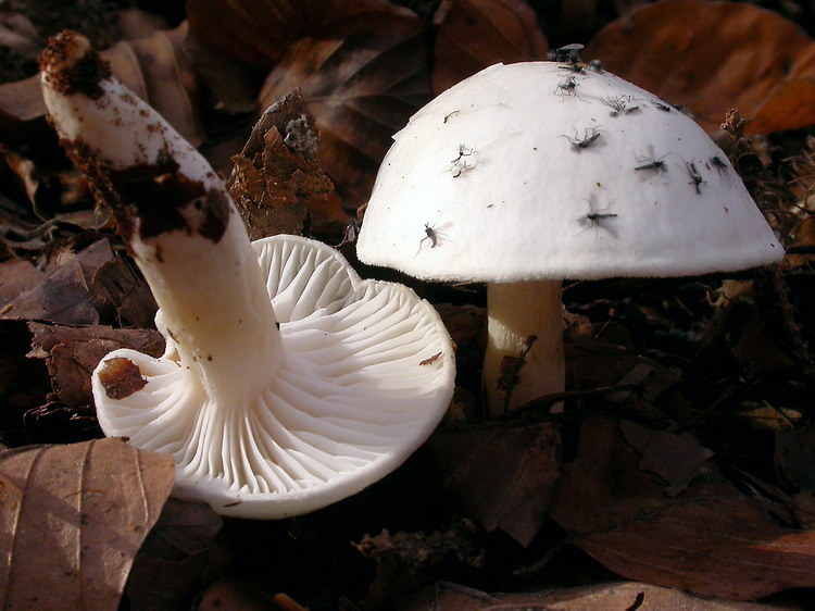 Hygrophorus eburneus Bild 3