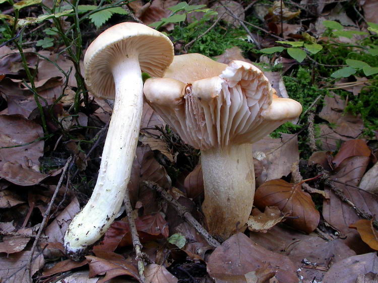 hygrophorus pudorinus Bild 1