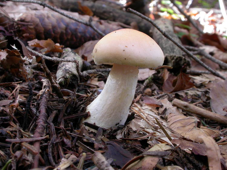 Hygrophorus pudorinus Bild 2