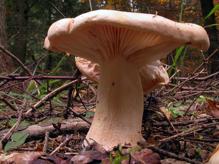 Hygrophorus pudorinus Bild 6
