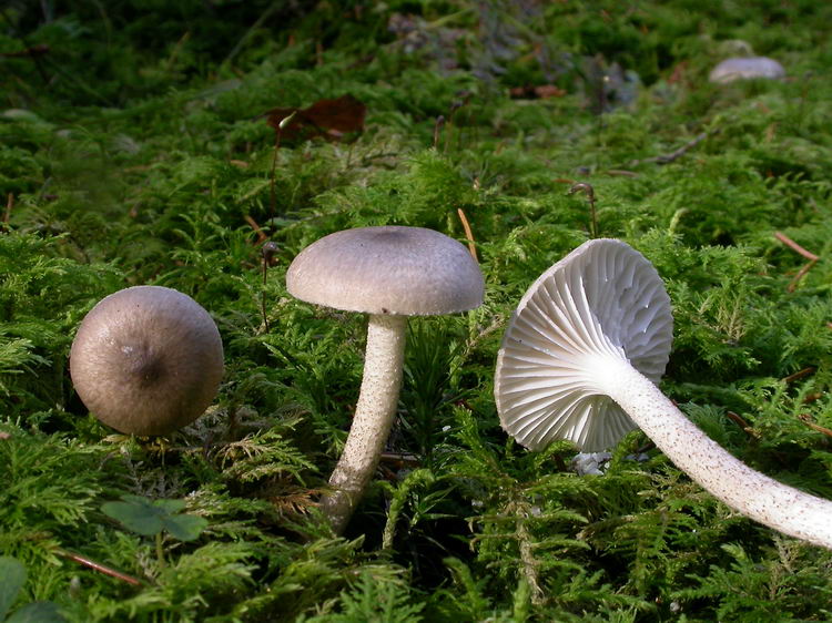 hygrophorus pustulatus Bild 3