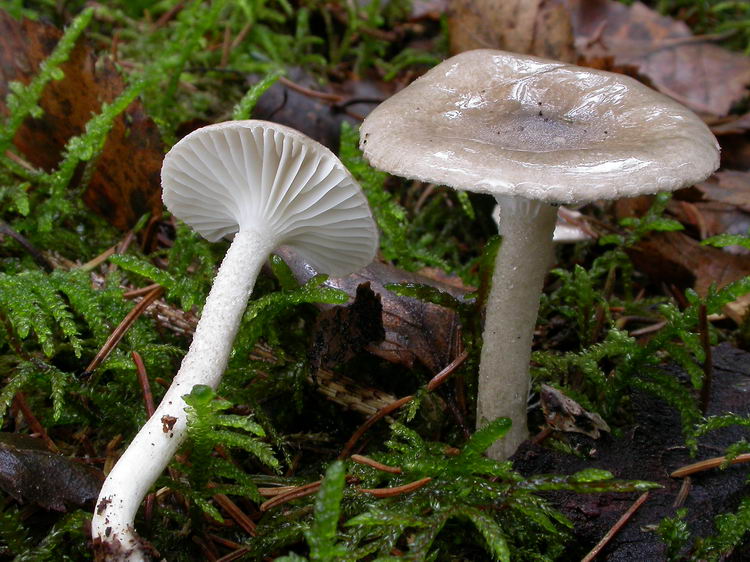 hygrophorus pustulatus Bild 4